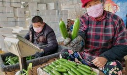 郯城网红吃瓜事件视频,一场网络狂欢背后的真相揭秘