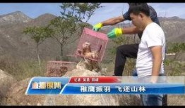 缅北归来新闻爆料保护,勇敢爆料背后的真相与挑战